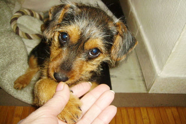 Donne la patte&nbsp;!