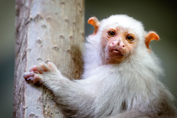 evenement-petite-amazonie-parc-zoo-botanique-mulhouse