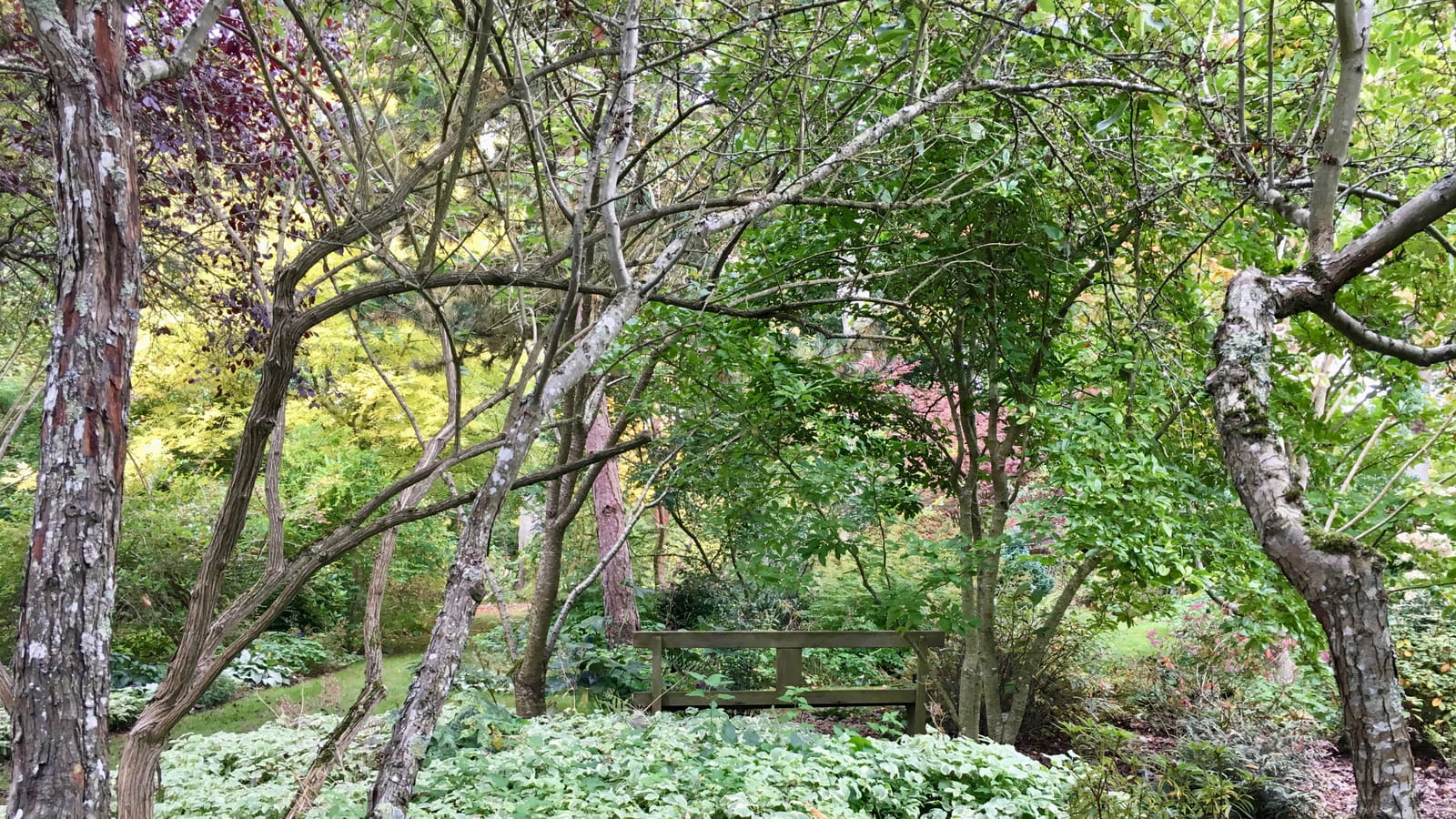 Sous-bois
