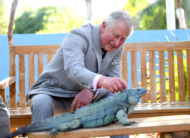 Le Prince Charles a trouv&eacute; son nouveau compagnon de voyage