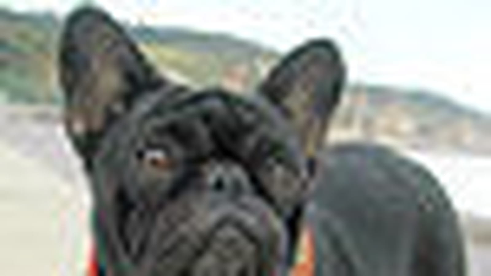 Bouledogue français