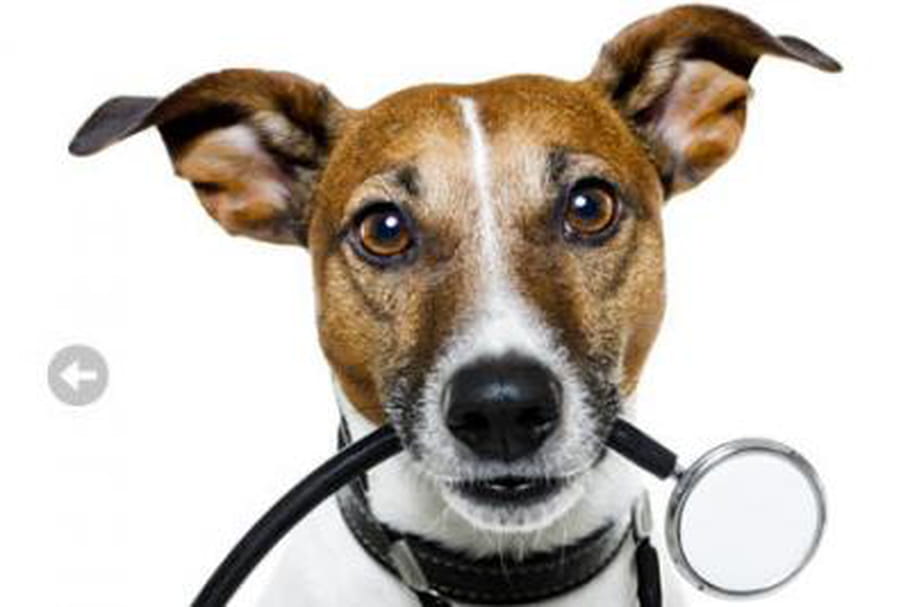 Mypet.fr, le carnet de santé de vos animaux