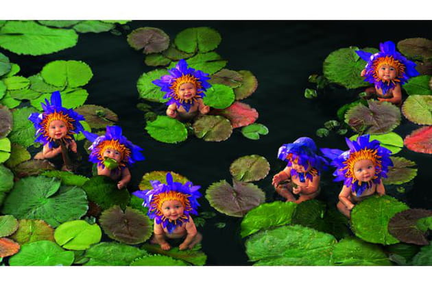 Eclosion de bébés nénuphars