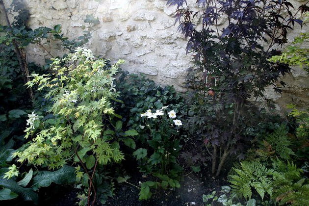 Des érables pourpres au milieu des fougères