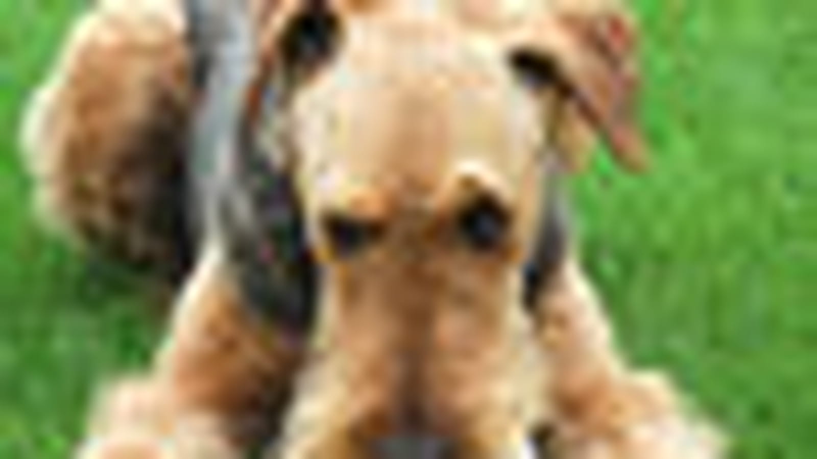 Airedale terrier