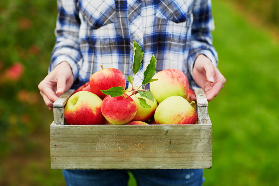 Conserver les fruits après la récolte