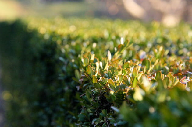 Le buis omnipr&eacute;sent