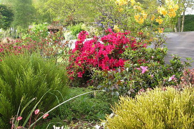 Merveilleuses azalées