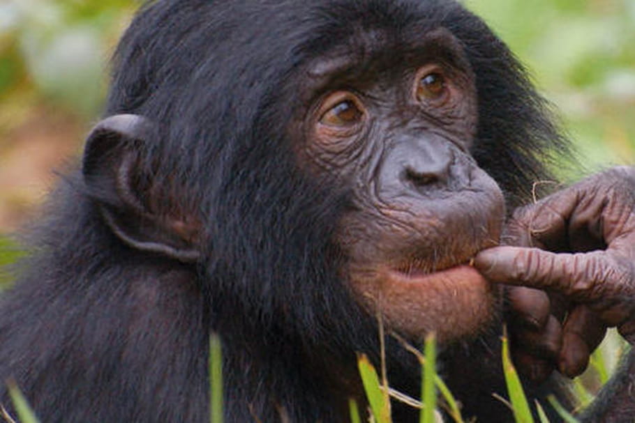 La Vallée des Singes : présentation et infos pratiques