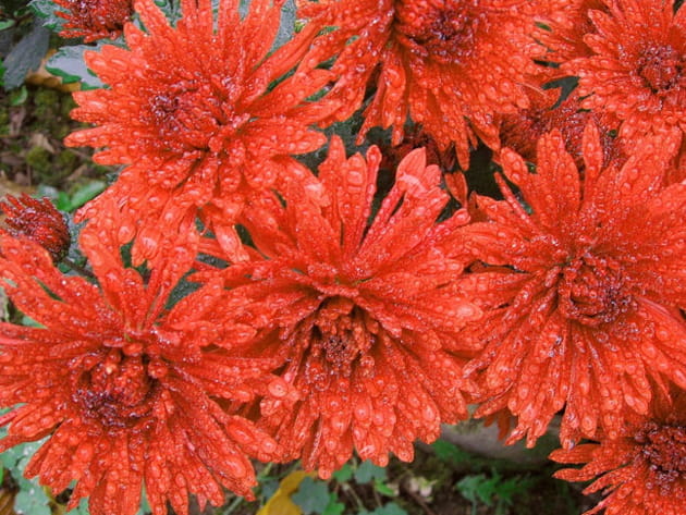 De jolis chrysanthèmes orangés