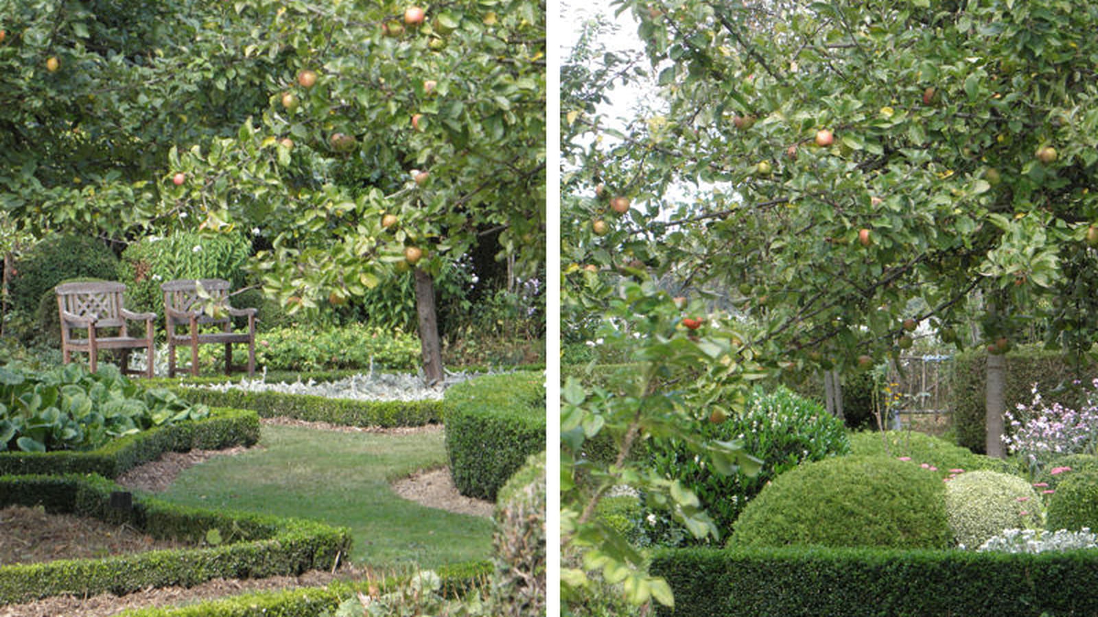 Haies et pommier