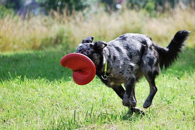 Pour pratiquer ce sport, un frisbee suffit