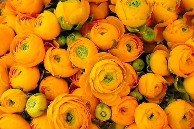 Les renoncules des jardins très orangées