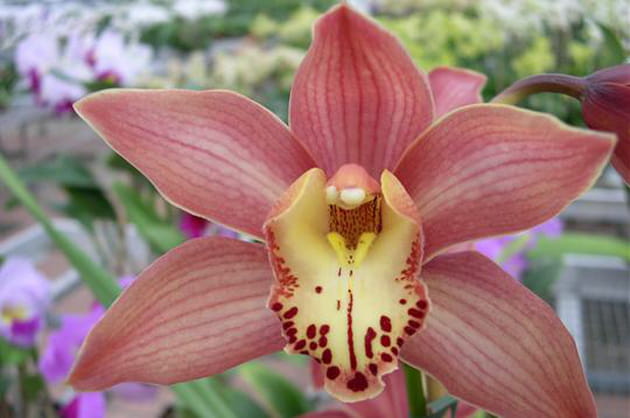 Cymbidium Pirate