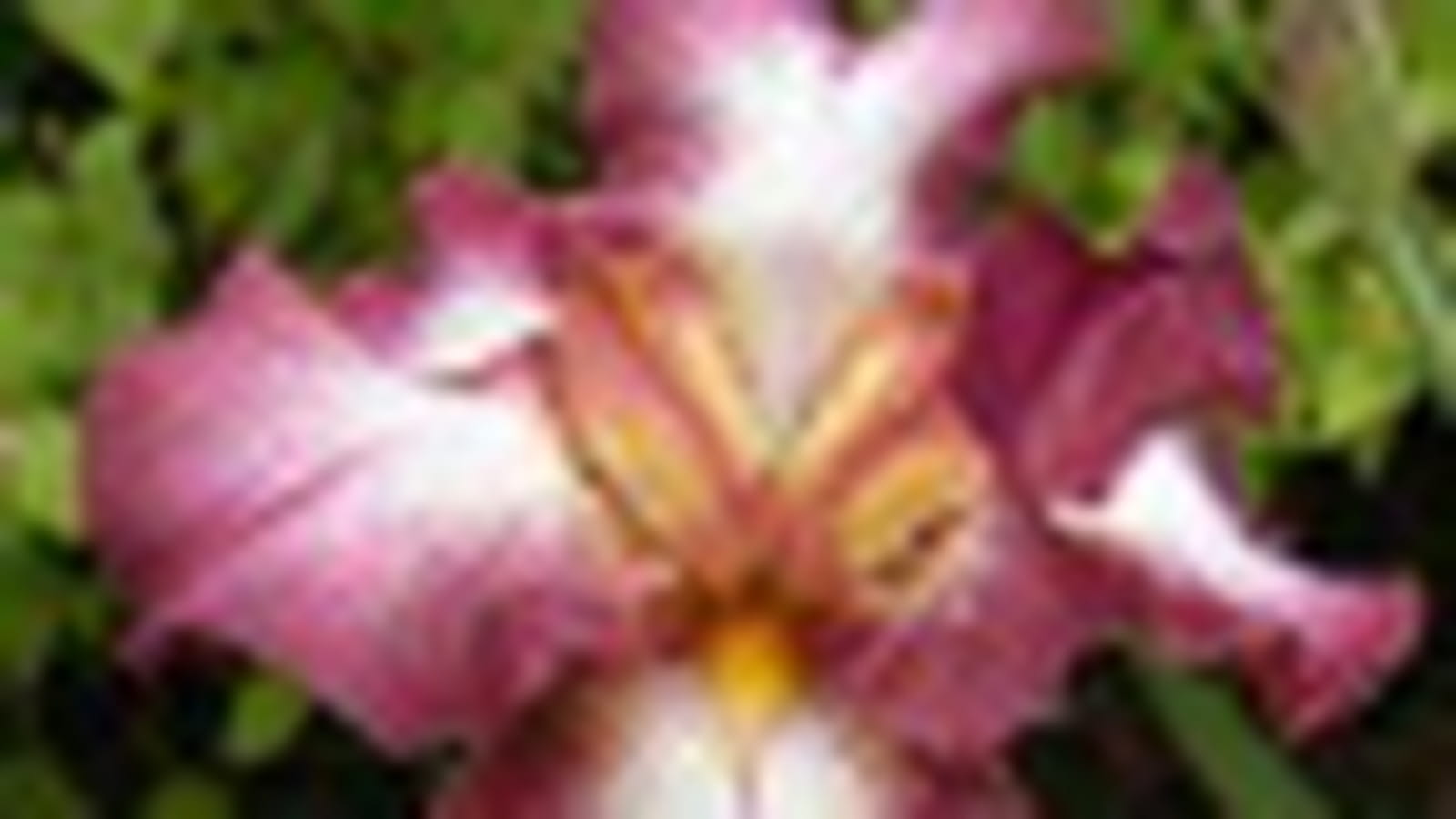 Iris moucheté