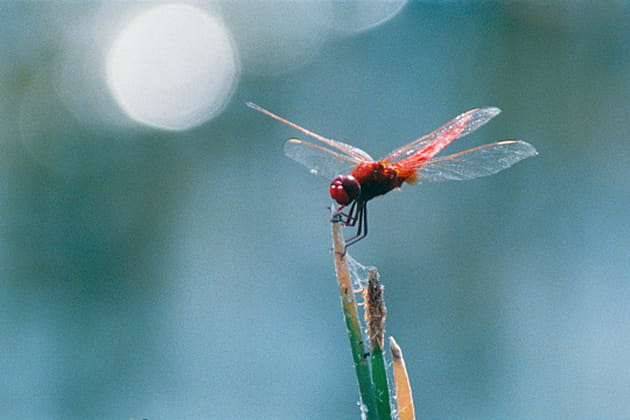 Rouge libellule