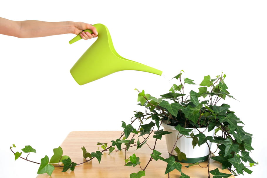 Bien arroser ses plantes d’intérieur