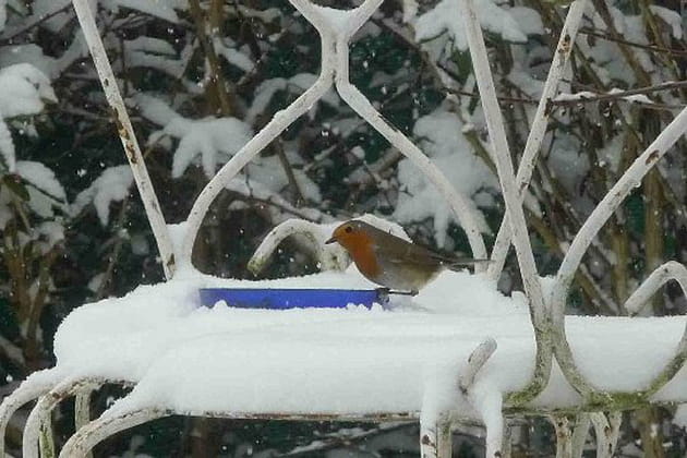 Un rouge-gorge en plein hiver