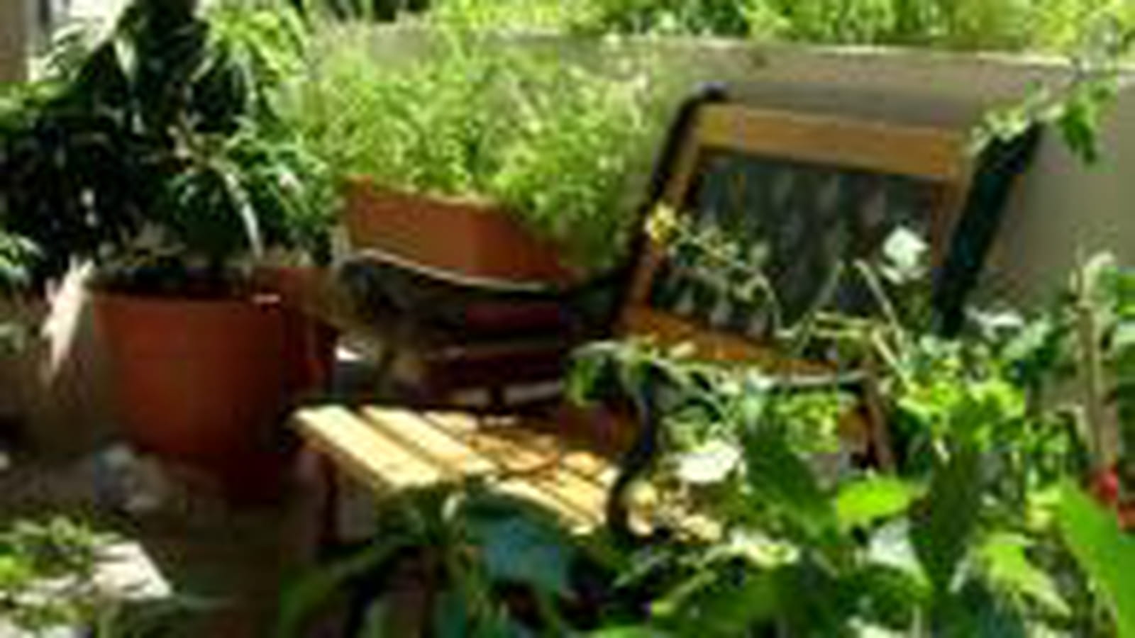 Verdure