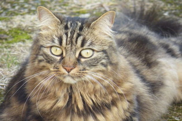 Gayette en pleine r&eacute;flexion