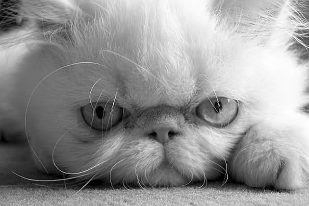 Circ&eacute;, le diablotin