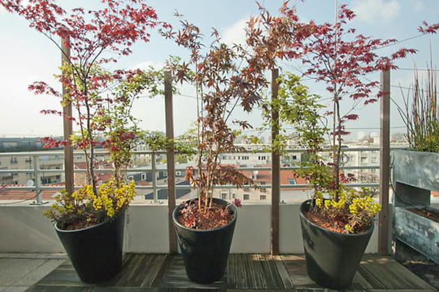 Un jeu sur les hauteurs et les correspondances des couleurs