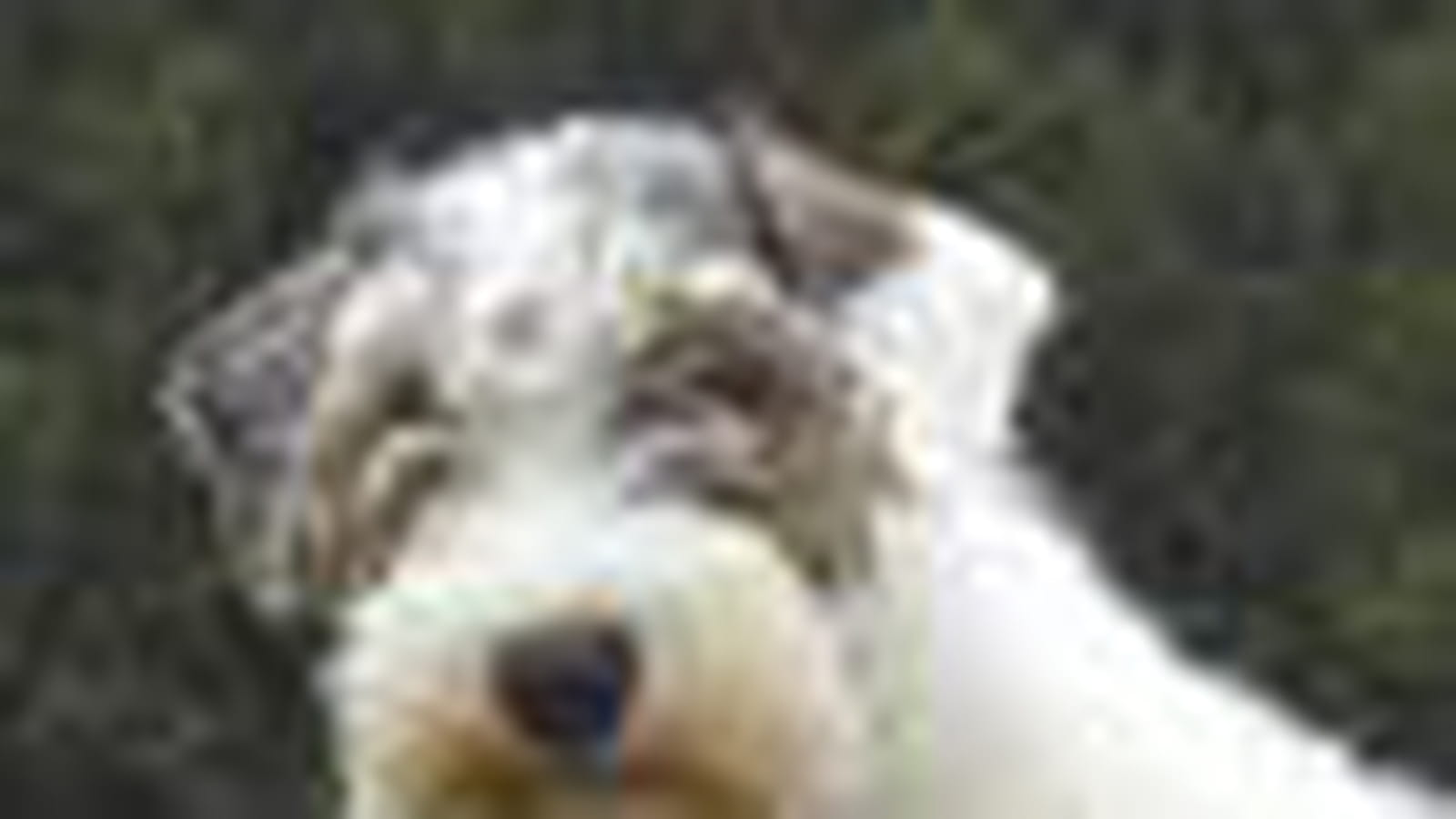 Le sealyham terrier