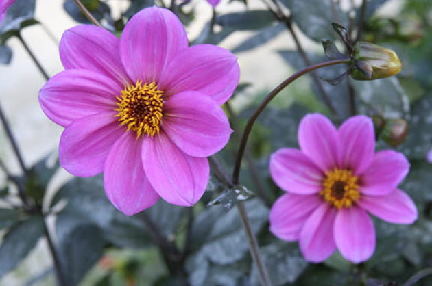 Les dahlias 'Happy Single Julia'