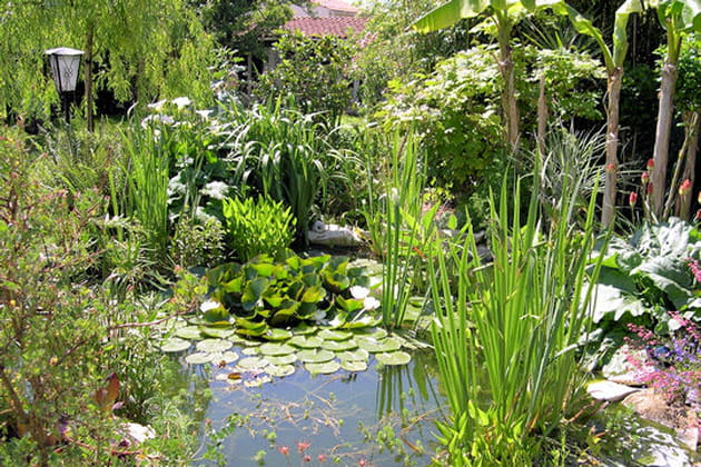 Bassin exotique et vert