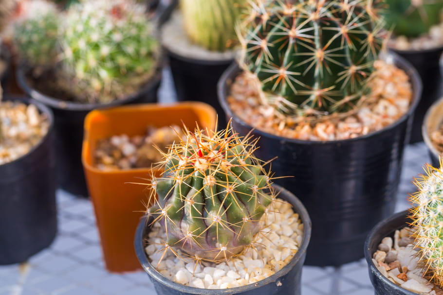 5 plantes increvables quand on n'a pas la main verte !