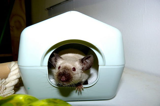 La cabane de Franklin