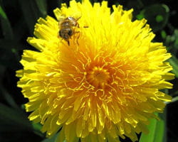 pissenlit et abeille