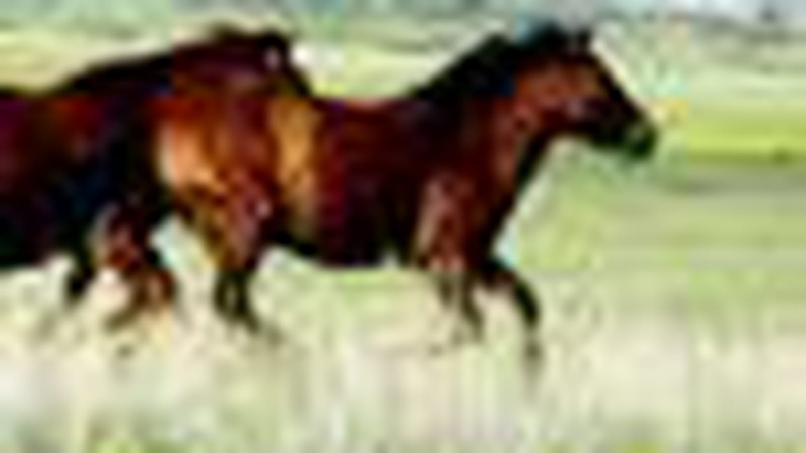 Chevaux de steppe