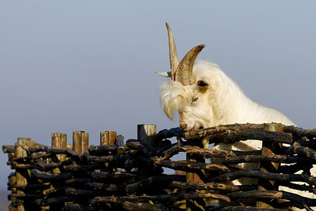 Une ch&egrave;vre &agrave; la houppe