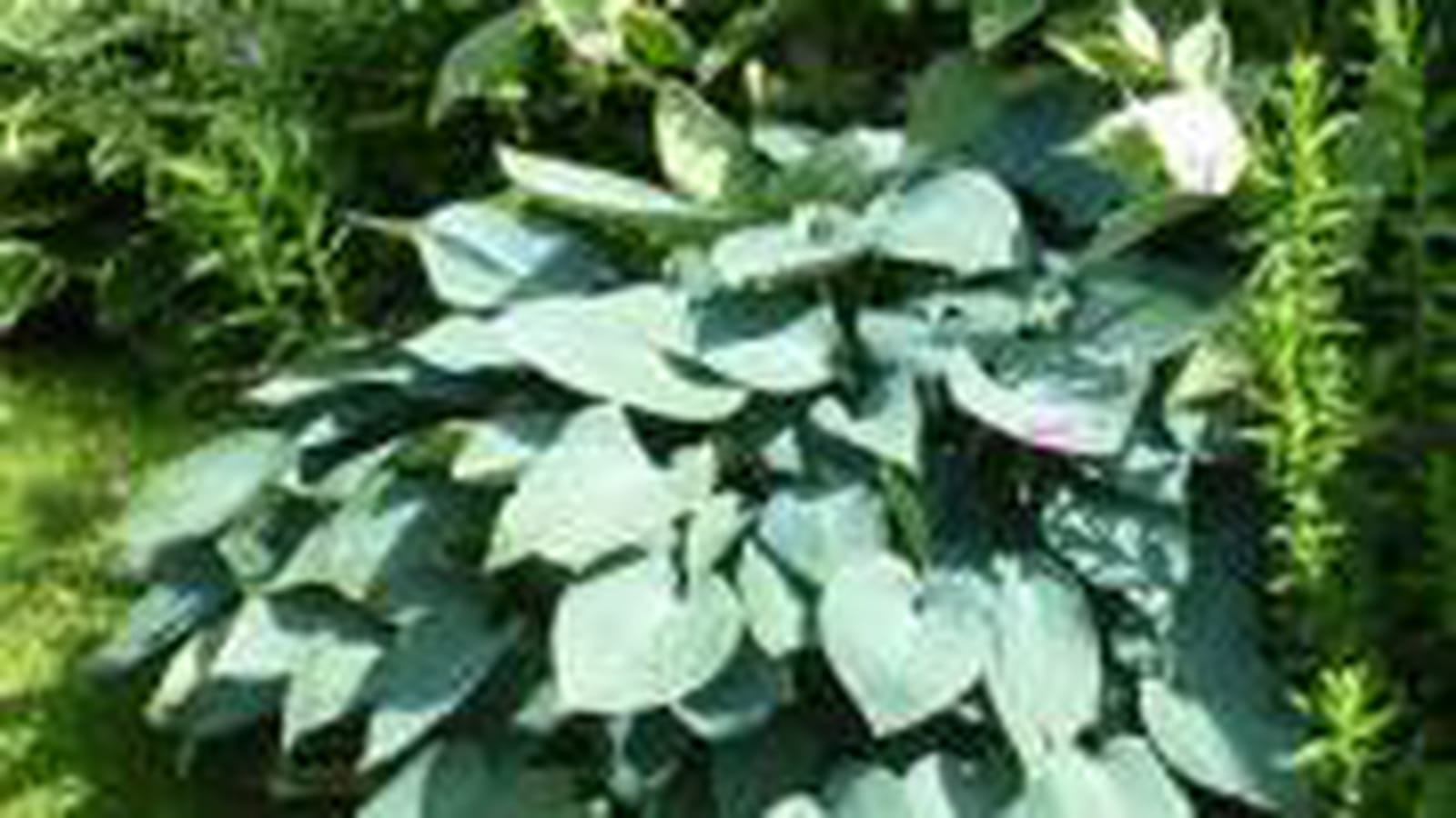Hosta 'Blue mammoth'