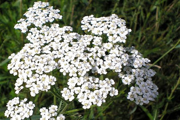 Amas de capitules de fleurs blanches