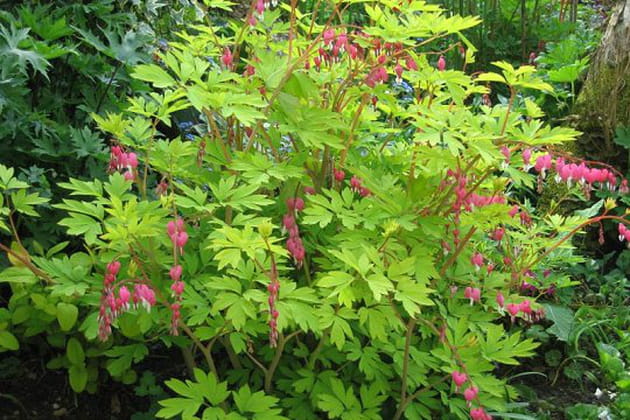 Une plante qui a du coeur