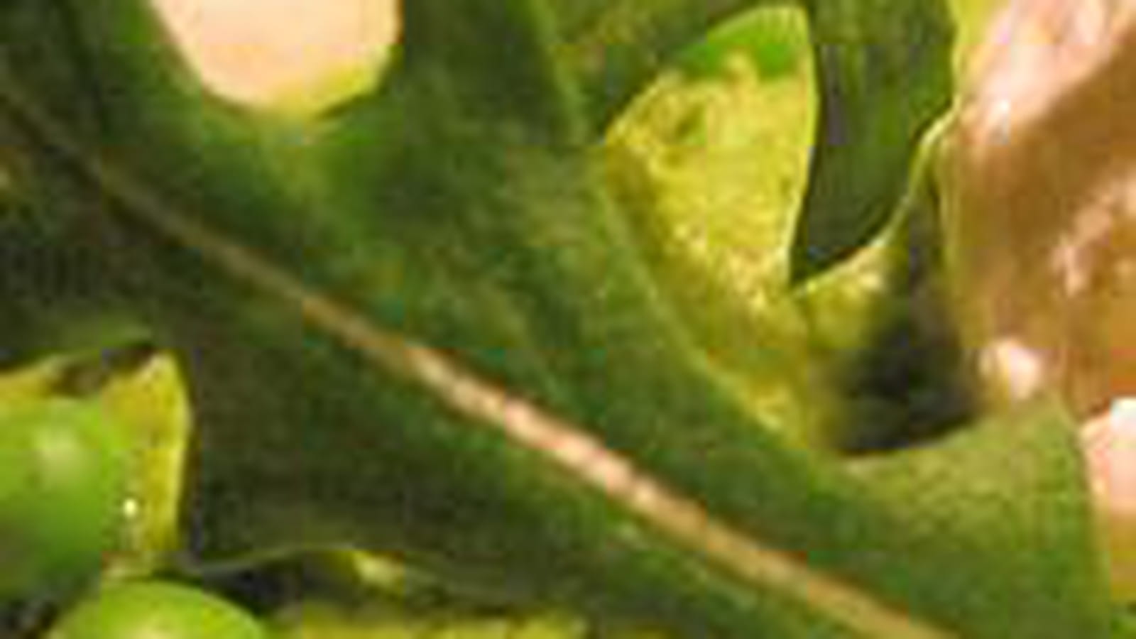 Purée de petits pois à la ricotta