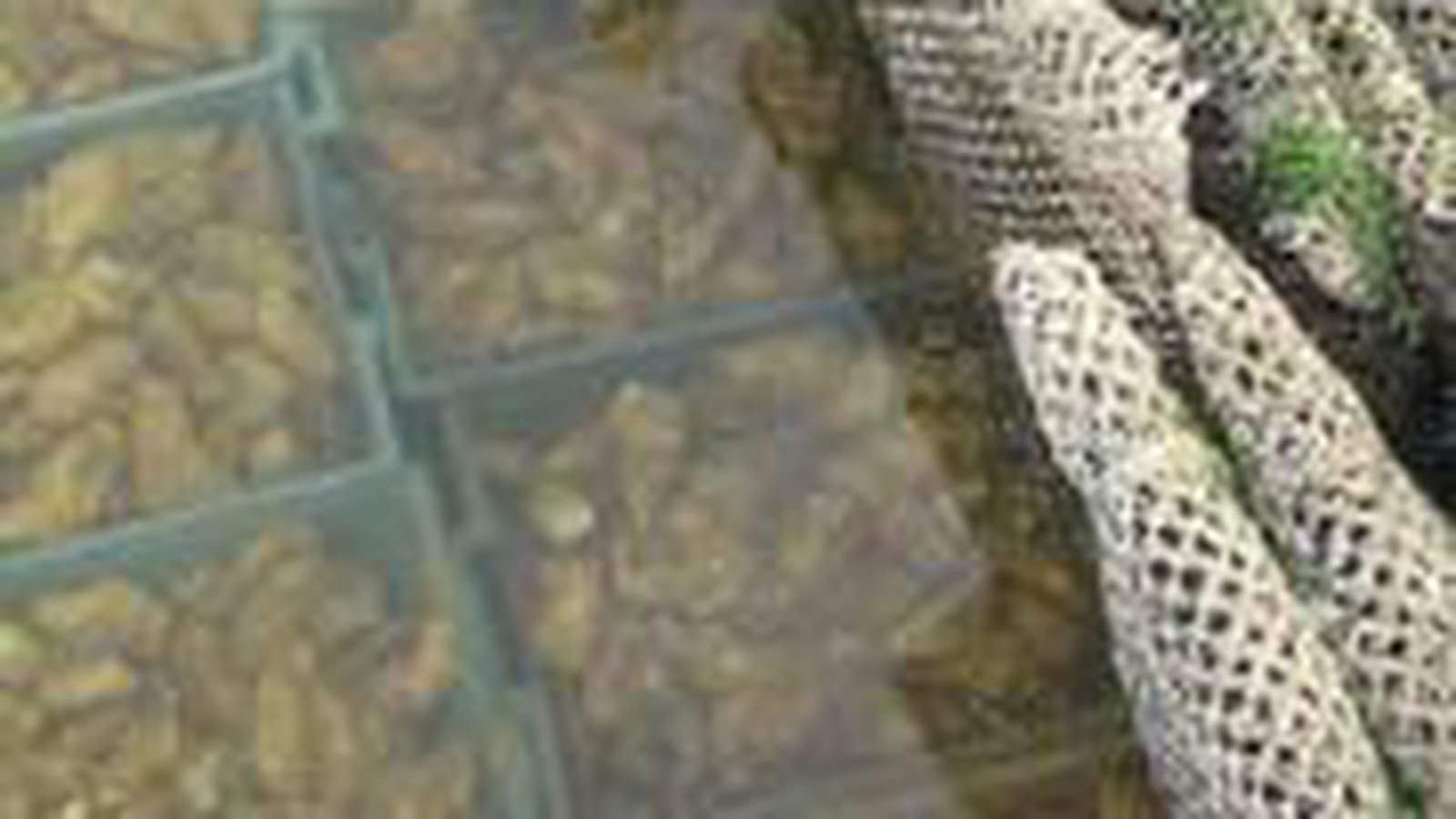L'huître sort de sa coquille