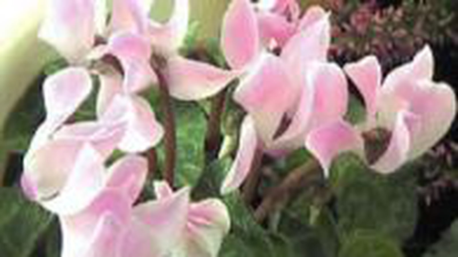 Cyclamens