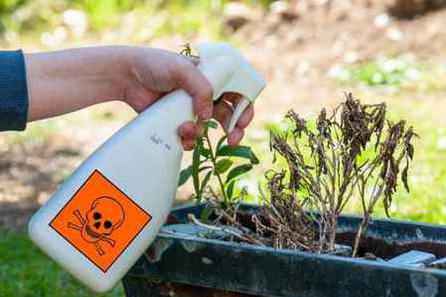 Glyphosate : pas dangereux, vraiment ?