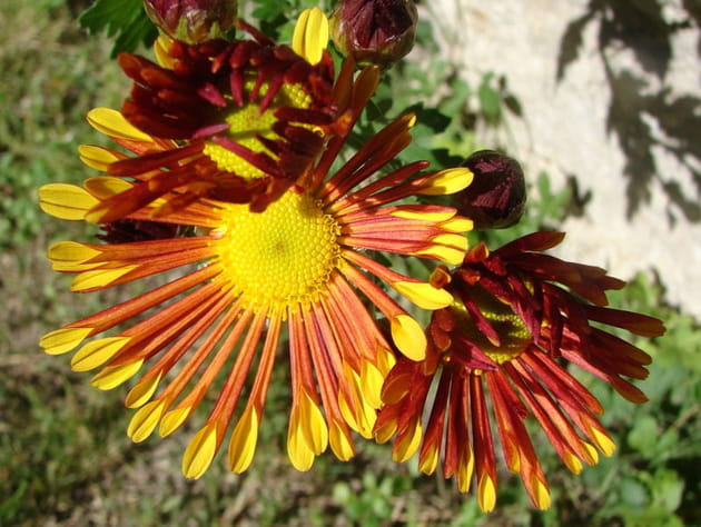 Marguerite à la forme singulière
