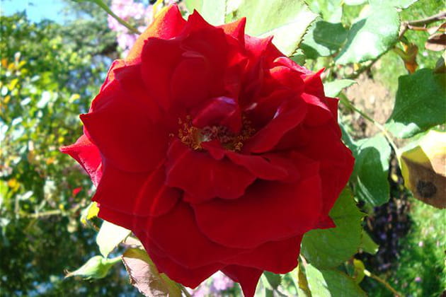 En l'honneur de Charlotte Rampling