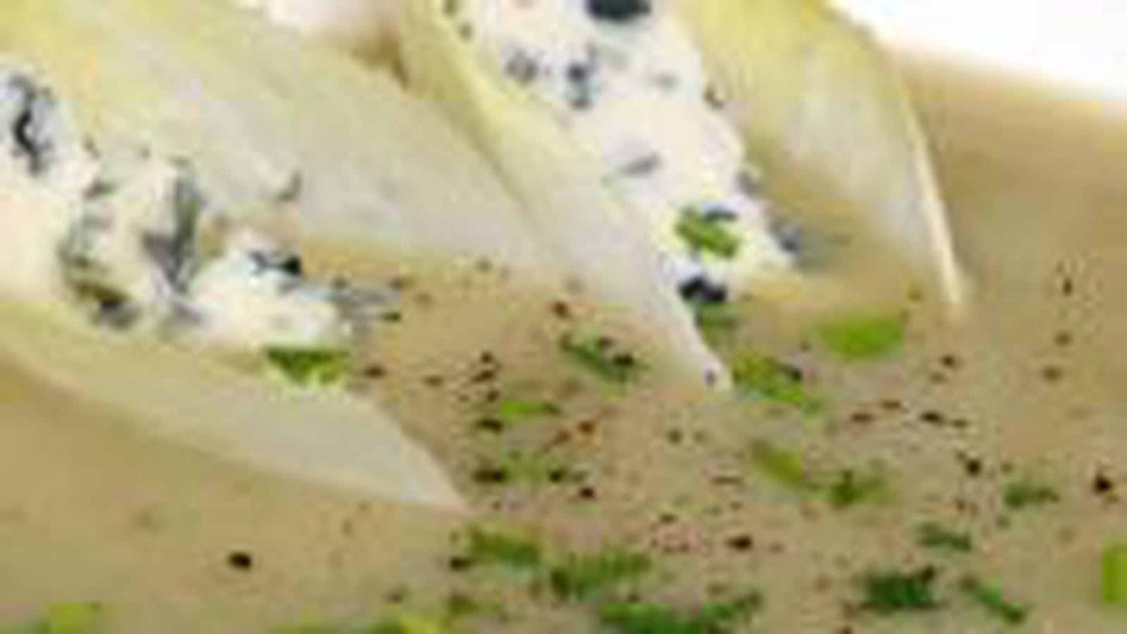 Potage aux chicons et roquefort