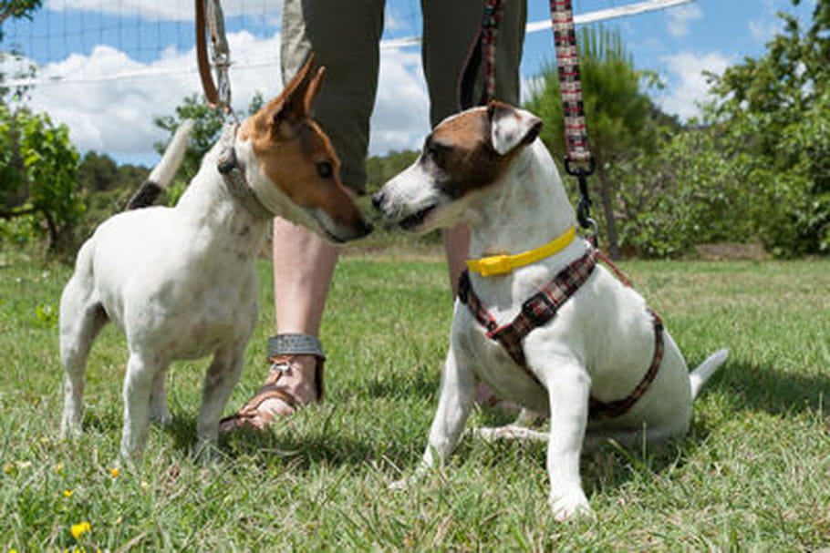 Animal-futé.com ou comment faire garder son animal de compagnie