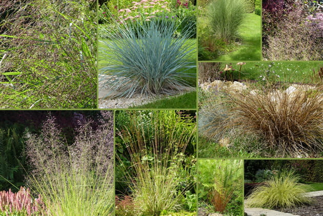 Collection de graminées