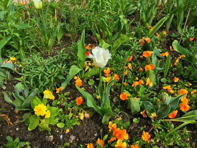 Tulipe dentelée Daytona et primevères