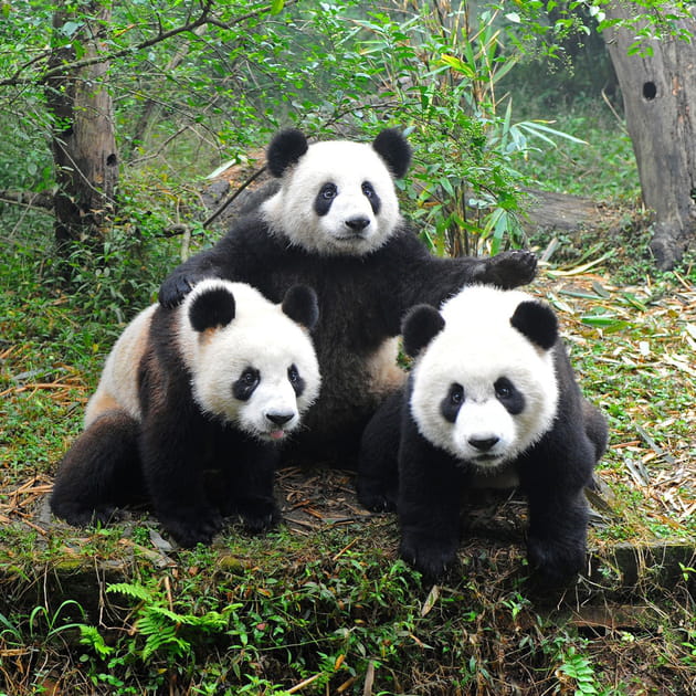 pandas grand