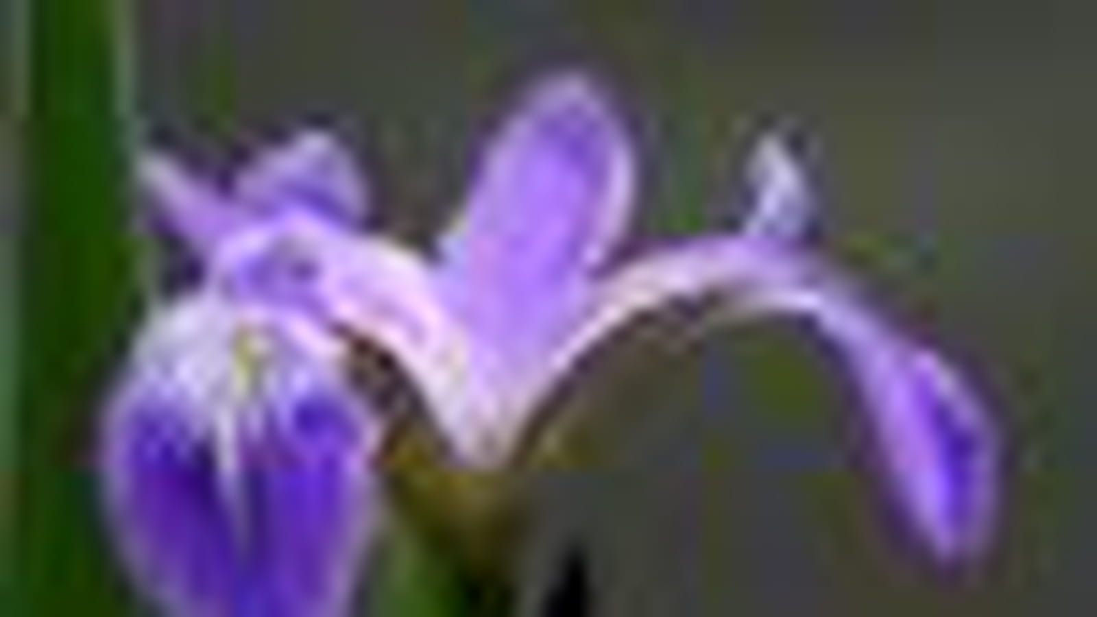 Délicat iris sauvage