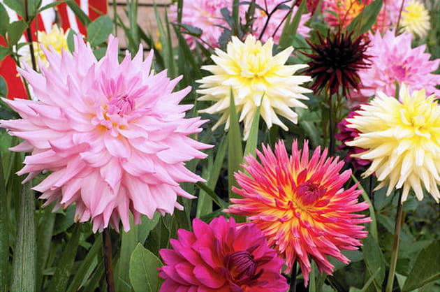 Les dahlias ros&eacute;s pour des couleurs acidul&eacute;es